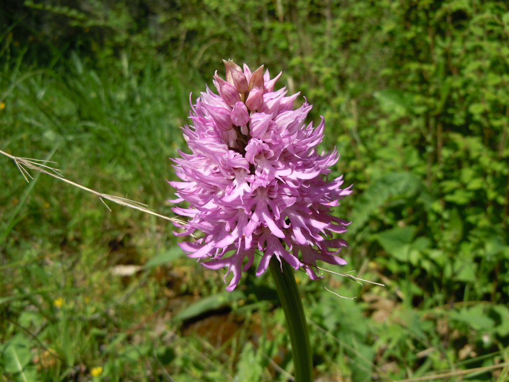 Orchidea da identificare